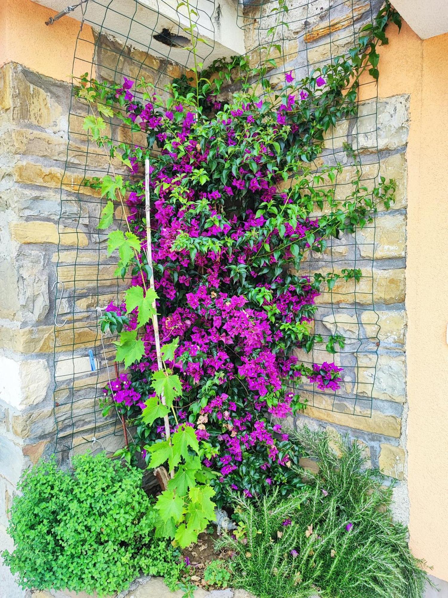 Apartment Wine & Olive Oil Mofardin Koper Exteriér fotografie
